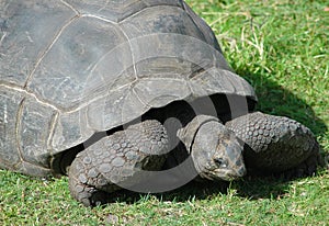 Aldabra Tortoise