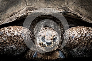 Aldabra Tortoise