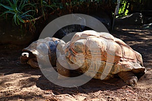 Aldabra Tortoise (Geochelone gigantea), is a species of tortoise in the family Testudinidae
