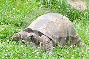 Aldabra Tortoise in grassy field