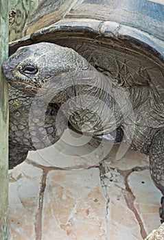 Aldabra Tortoise side portrait