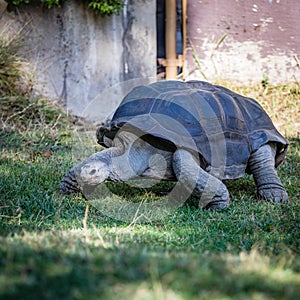 An aldabra tortoise walking across the lawn at a Zoo in California
