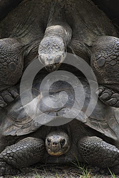 Aldabra Tortoises Mating Close Up.