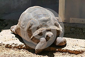 Aldabrachelys gigantea hololissa. The giant turtle of Seychelles.