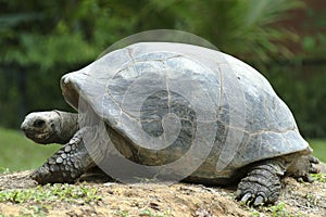 Aldabrah Tortoise, 2nd largest in the world photo