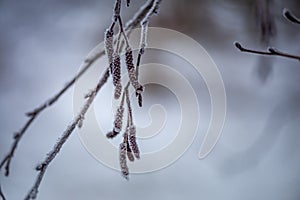 Alder ( Alnus ) branches with frosty catkins on a natural blurred background.