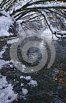 Alder arching over a river in winter