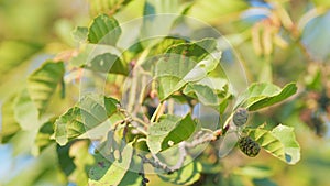 Alder branch with fruits and new buds in autumn. Common alder starts to develop catkins or male reproductive parts