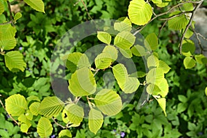 Alder branch sulfur golden Alnus incana aurea Dipp