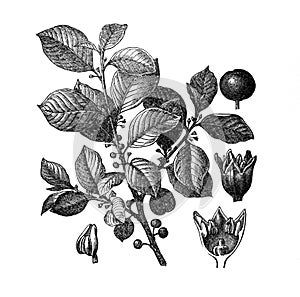 Alder Buckthorn Frangula alnus old Antique illustration from Brockhaus Konversations-Lexikon 1908