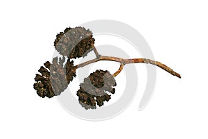 Alder cones