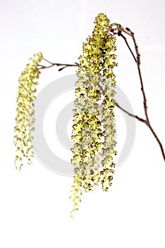 Alder flowers photo