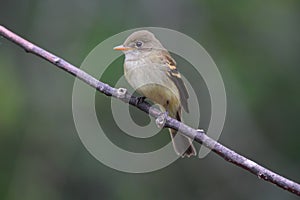 Alder Flycatcher