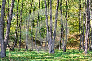 Alder forest in Romania