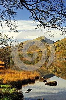 Alder framed, Moel Hebog from Llyn Gynant shore photo