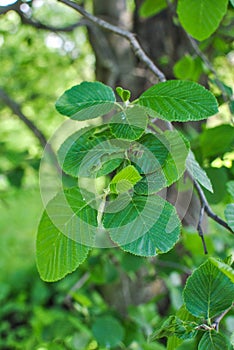 Alder gray tree in summer