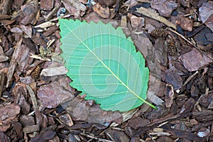 Alder Leaf on Bark