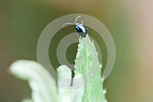 Alder leaf beetle close up