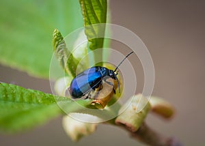 Alder leaf beetle on green alder leaf