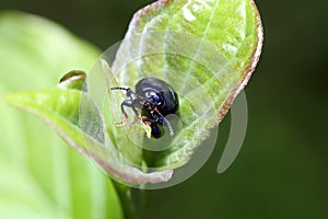 Alder leaf beetle on a green leaf