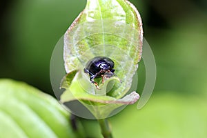 Alder leaf beetle on a green leaf