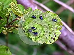 Alder leaf beetles on an alder leaf
