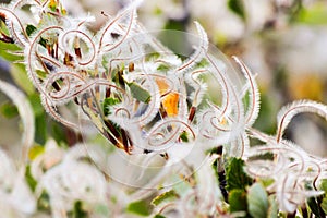 Alder leaf mountain mahogany