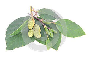 Alder leaves with green cones isolated on white background photo
