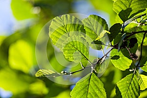 Alder leaves in sunlight