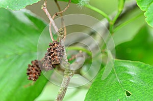 Alder plugs of the alnus cordata, originating in Italy