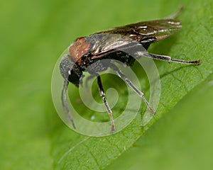 Alder sawfly (Eriocampa ovata) adult