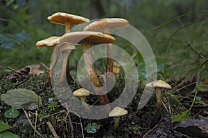 The alder scalycap Flammula alnicola is an inedible mushroom