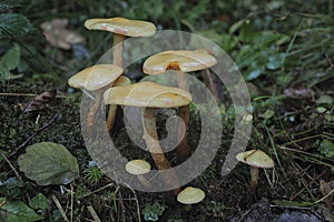 The alder scalycap Flammula alnicola is an inedible mushroom