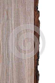 Alder tree bark and trunk