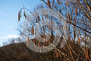 Alder tree branch with earrings
