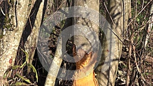 Alder tree damage caused by european beaver