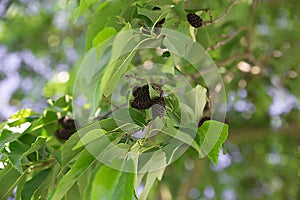 Alder tree with leaves and cones