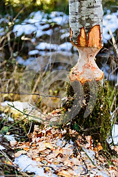 An Alder Tree Stands With Beaver Gnaw Marks