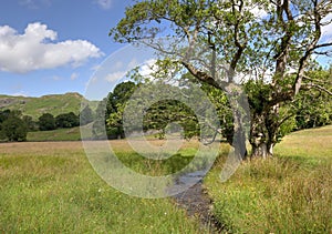 Alder tree and stream