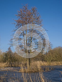 Alder trees in a frozen marsh in the flemish countryside