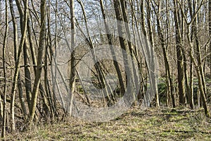 Alder trees in nature area near river Grote Beek