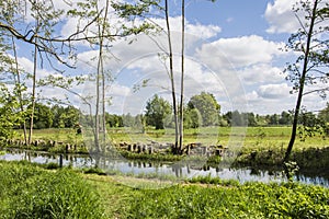 Alder trees are pruned to get light in the Grote beek