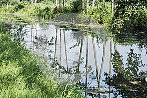 Alder trees reflected in the river Grote Beek