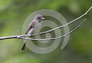 Alder-Willow Flycatcher, Empidonax