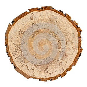 Alder wood cross section isolated on white background, top view. Tree trunk close-up.