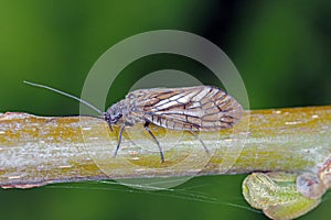 Alderfly (Sialis lutaria) Megaloptera, Family Sialidae. A winged adult insect on a willow branch