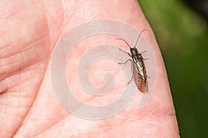 An alderfly, a small brown insect on a palm