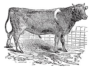 Alderney, cattle, vintage engraving