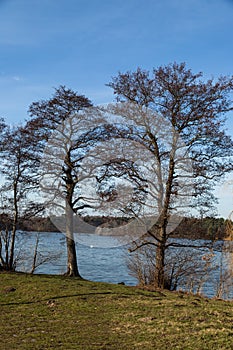 Alders on the shores of Lake Straszyn photo