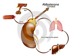 Aldosteron hormone syntheis by adrenal gland. Adrenal corticosteroids production. ACTH or Adrenocorticotropic Hormone photo